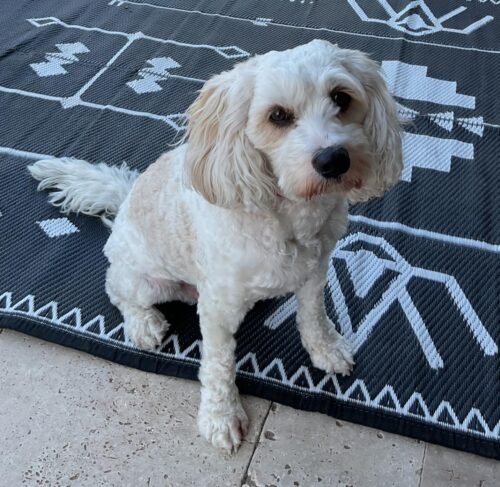 Hypoallergenic Pet Wipes for Dogs & Cats – Quick Clean & Deodorize Paws, Butt, Eyes, Ears, Face & Fur | Daily Grooming After Walks and Between Baths | Extra Large & Thick | Coconut Scented, 400 Count photo review